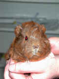 gopher.JPG (226429 bytes)