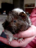 hamster.JPG (250213 bytes)