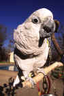 billbird.jpg (46873 bytes)