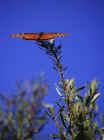 butterfly.JPG (61304 bytes)